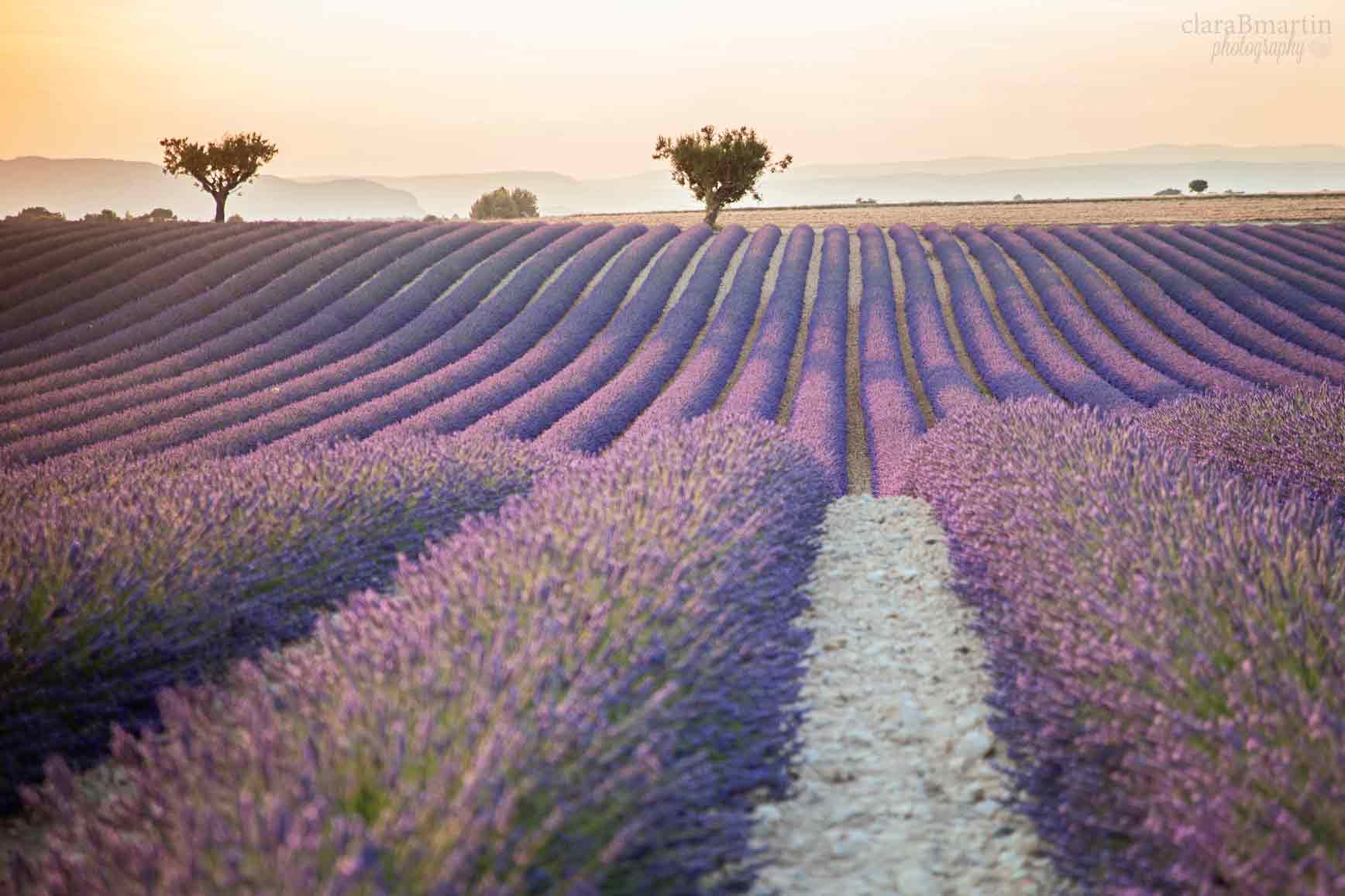 Lavender-fields-Provence-claraBmartin13