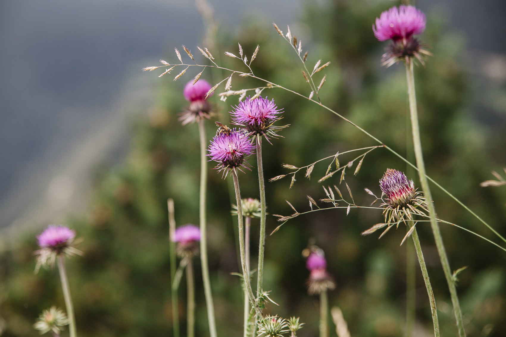 Flora de Andorra en verano