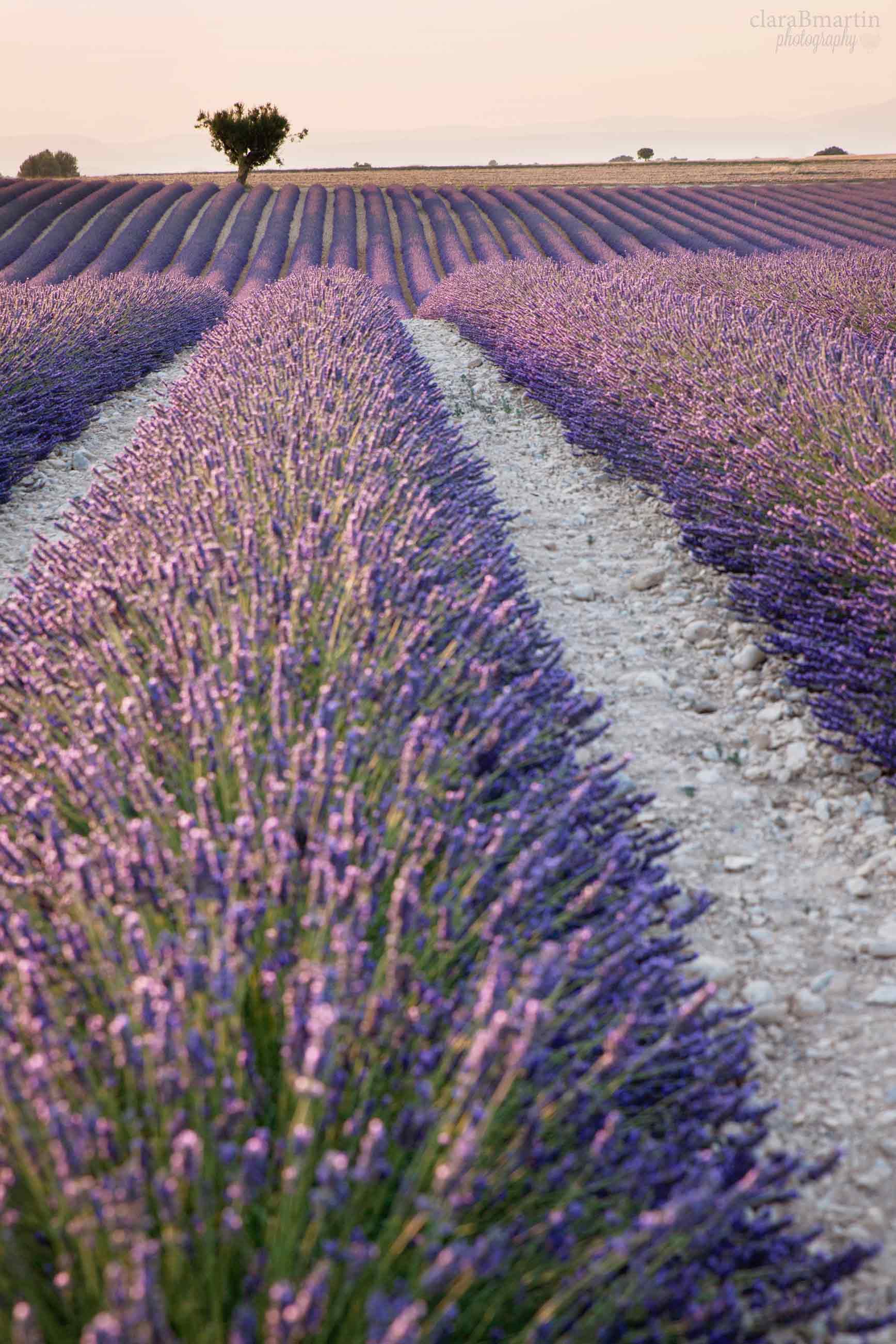 Lavender-fields-Provence-claraBmartin12