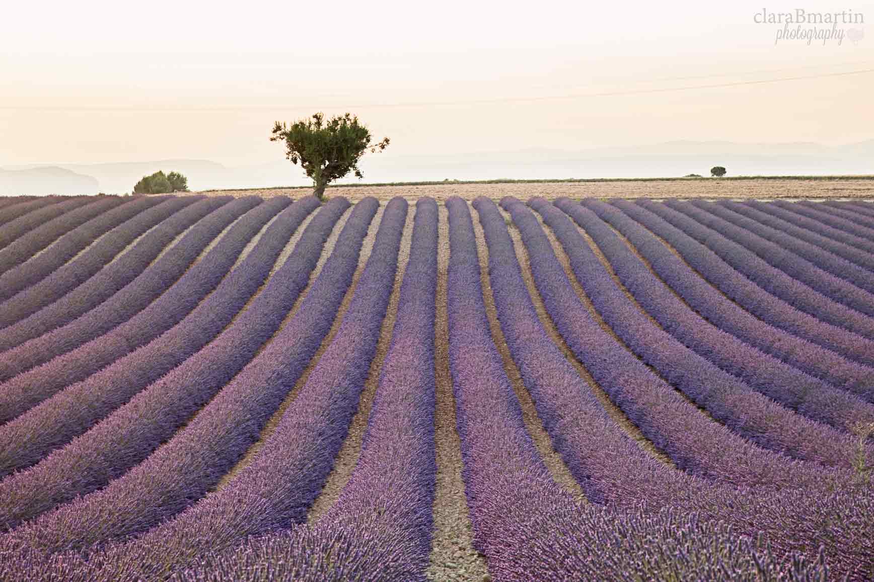 Lavender-fields-Provence-claraBmartin14