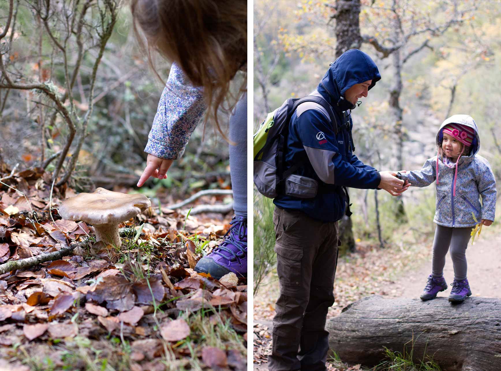 Bosques cerca de Madrid para ir con niños - Hayedo de Montejo