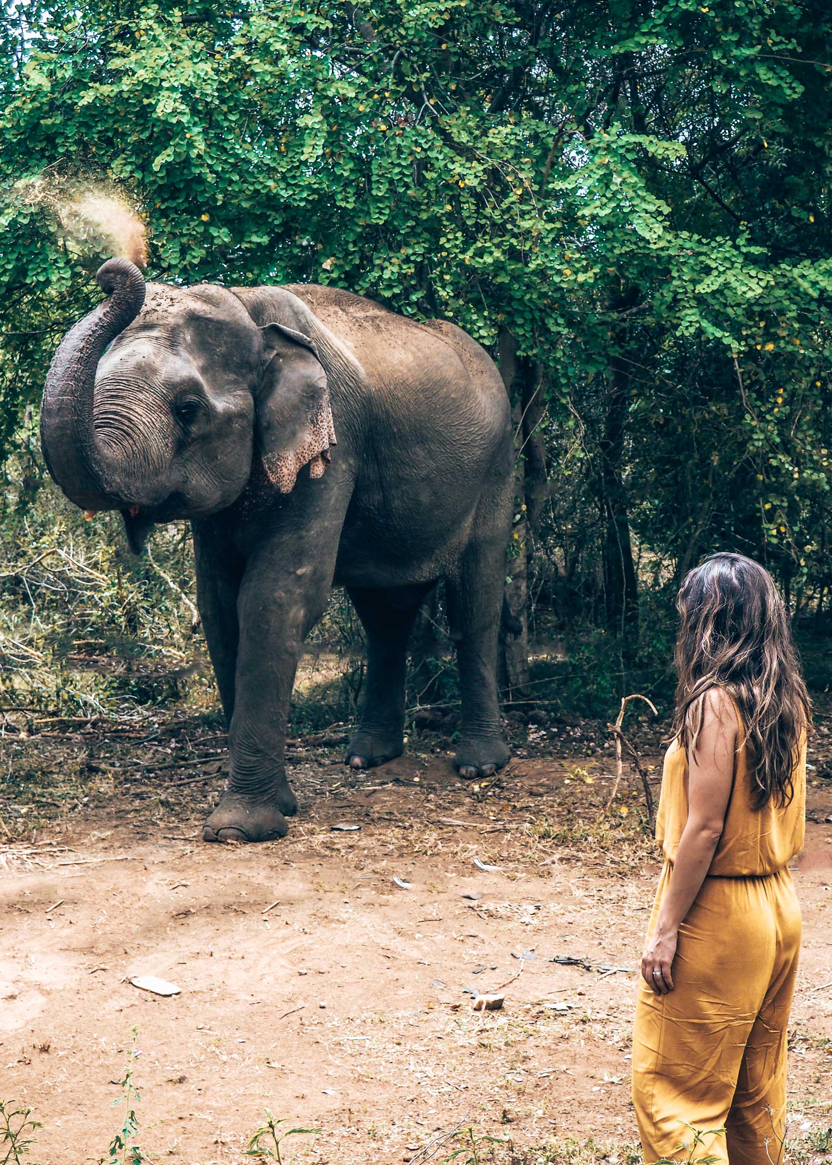 Sri-Lanka-elephants