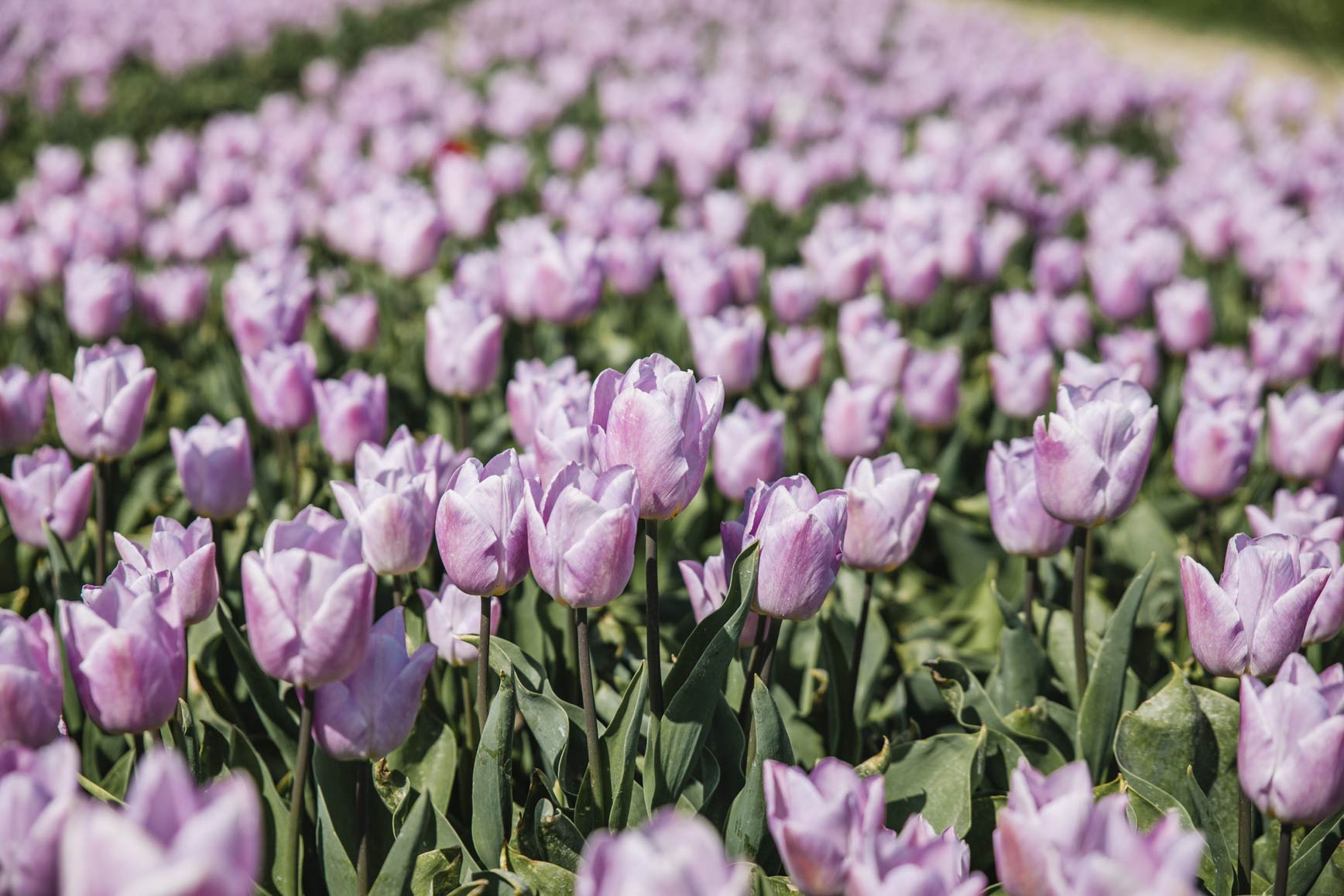 Países Bajos tulipanes 