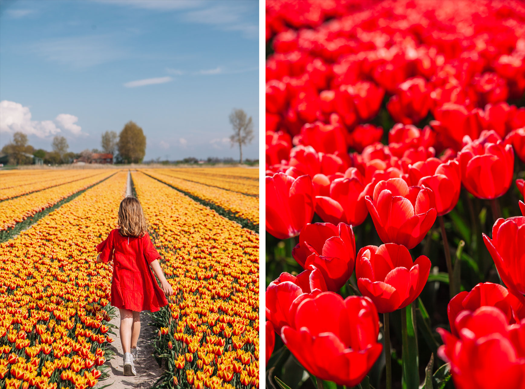 Países Bajos -Donde ver tulipanes en Holanda 