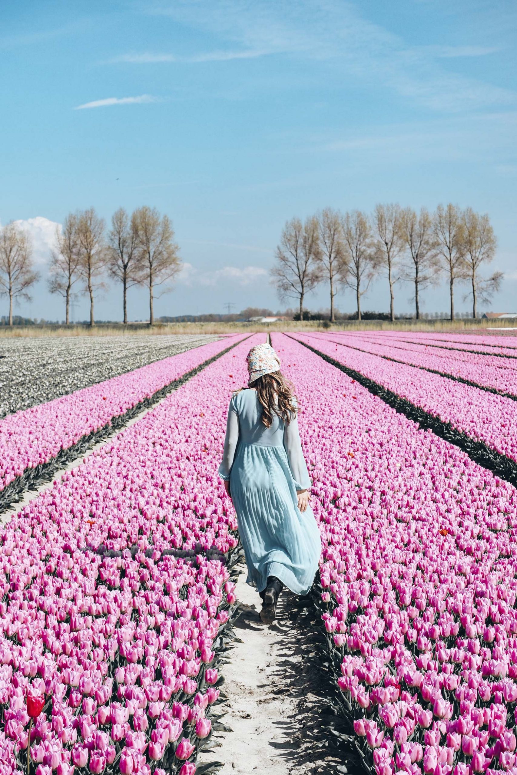 Países Bajos -Donde ver tulipanes en Holanda 