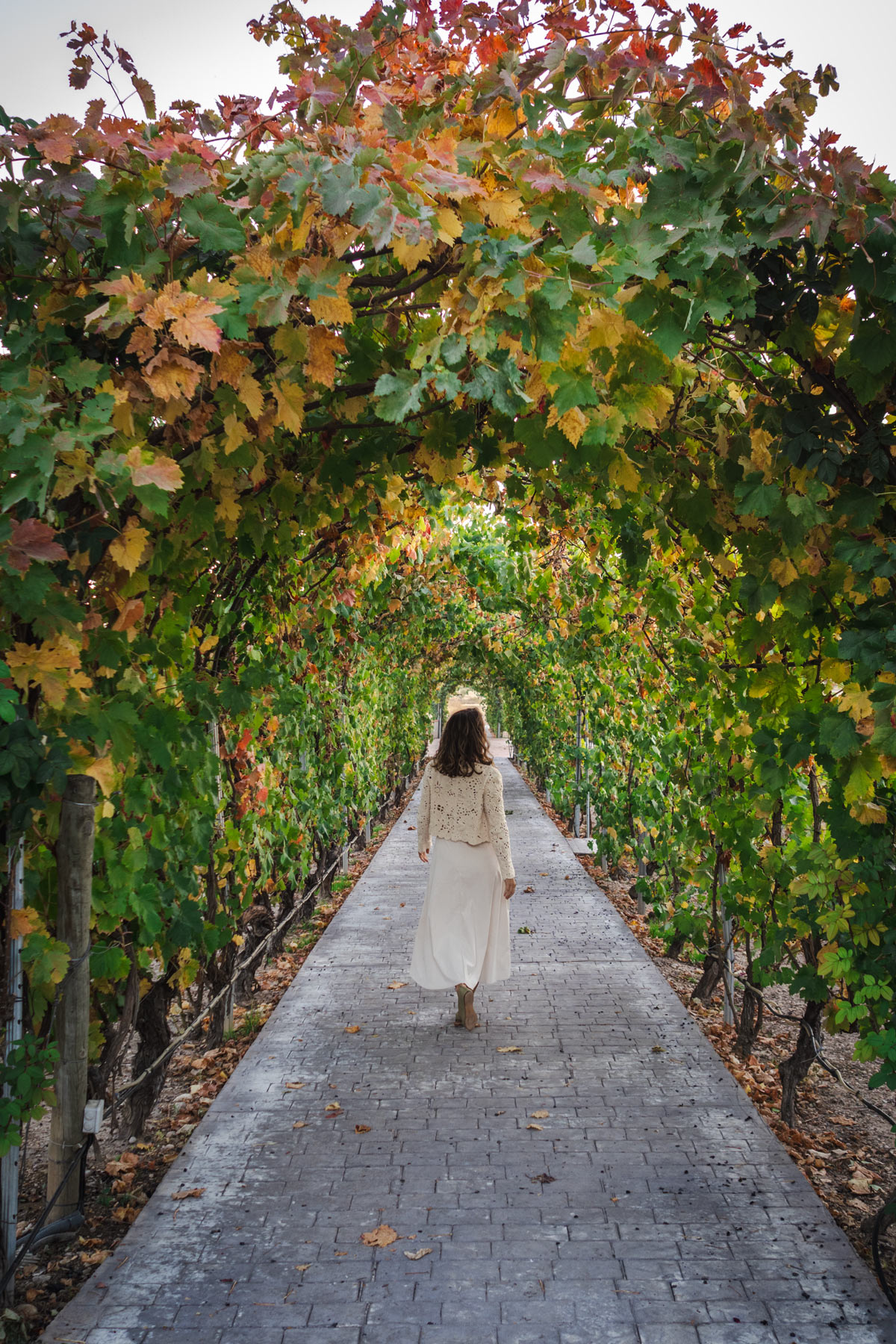 Ribera del Duero burgalesa: mucho más que vino